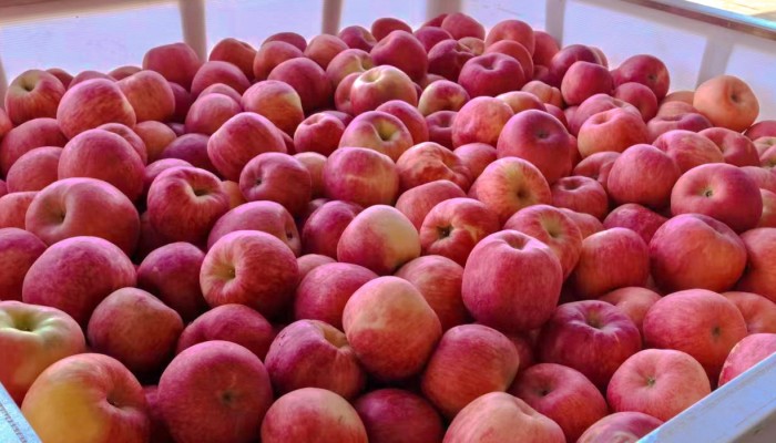 甘肃建投生态公司5000余吨苹果绘就乡村振兴新图景